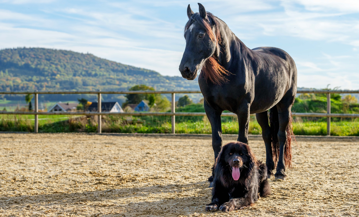 DOG & HORSE Unit – Team